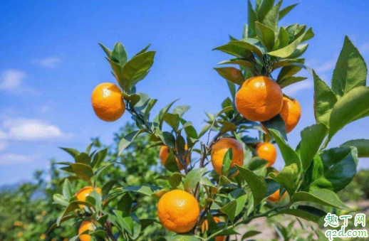冬季可以移栽柑橘树吗 柑橘树移栽后怎么提高成活率2