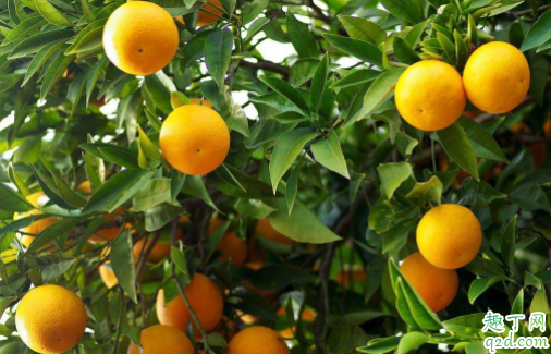 冬季可以移栽柑橘树吗 柑橘树移栽后怎么提高成活率3
