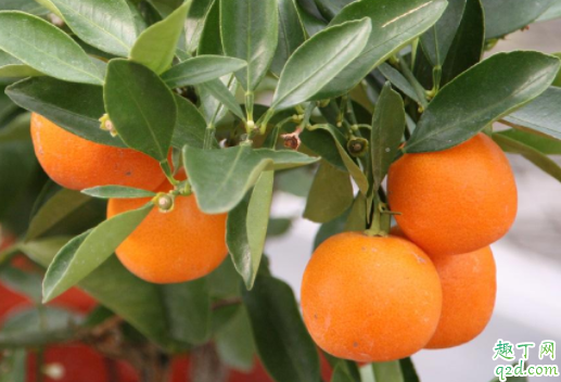 冬季可以移栽柑橘树吗 柑橘树移栽后怎么提高成活率4
