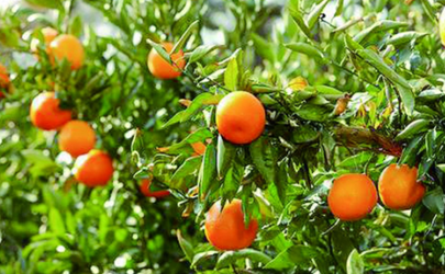 冬季可以移栽柑橘树吗 柑橘树移栽后怎么提高成活率