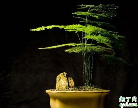 云竹和文竹是一种植物吗 云竹和文竹的差别在哪4