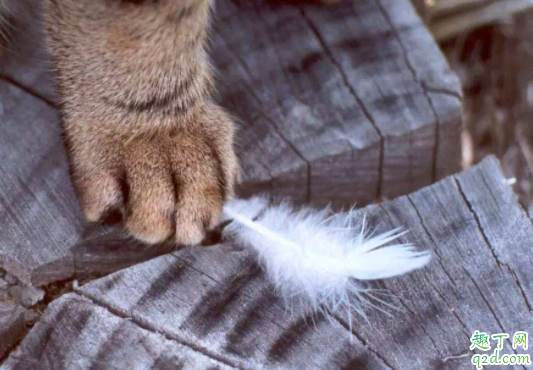 过敏性鼻炎会对猫毛过敏吗 如何判断自己是不是对猫猫过敏1