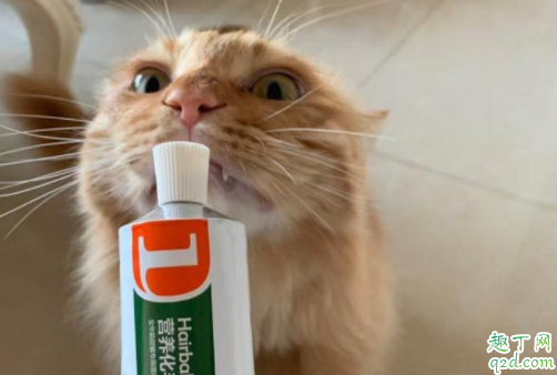 猫咪化毛膏可以多吃吗 猫的化毛膏什么时候开始吃1