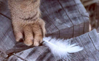 过敏性鼻炎会对猫毛过敏吗 如何判断自己是不是对猫猫过敏