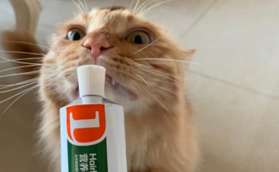 猫咪化毛膏可以多吃吗 猫的化毛膏什么时候开始吃