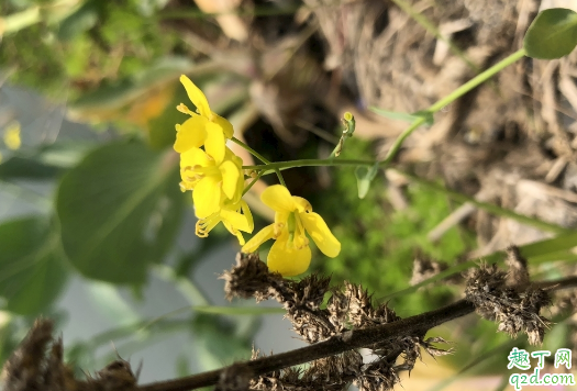 油菜花有多少种拍法 油菜花拍摄技巧3