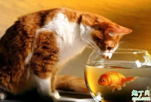 猫吃鱼会吐鱼刺吗 猫能吃鱼会被刺卡住吗1