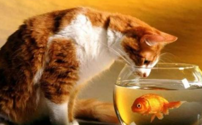 猫吃鱼会吐鱼刺吗 猫能吃鱼会被刺卡住吗