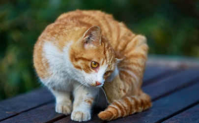 怎样把橘猫养肥 为什么小橘猫不吃东西