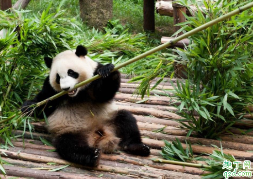 成都熊猫基地可以抱熊猫吗 熊猫基地几点去比较好1