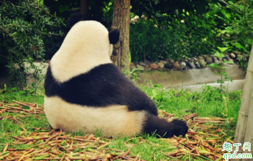 成都熊猫基地可以抱熊猫吗 熊猫基地几点去比较好3