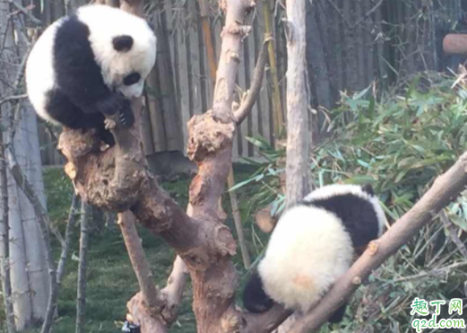 成都熊猫基地可以抱熊猫吗 熊猫基地几点去比较好4