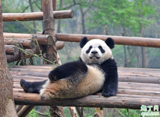 成都熊猫基地可以抱熊猫吗 熊猫基地几点去比较好5