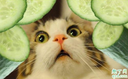 为什么猫怕黄瓜在身后 为什么猫咪看见黄瓜会吓一跳1