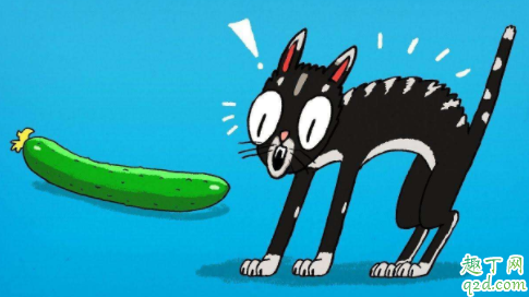 为什么猫怕黄瓜在身后 为什么猫咪看见黄瓜会吓一跳2