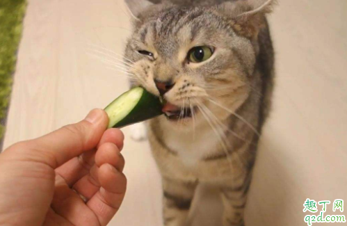 为什么猫怕黄瓜在身后 为什么猫咪看见黄瓜会吓一跳4