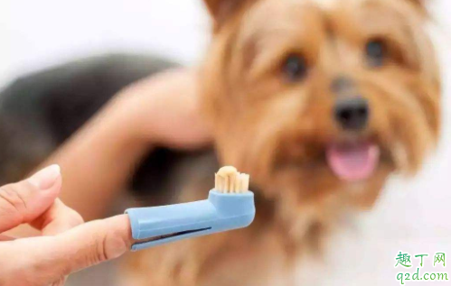 狗狗可以不刷牙吗 人用的牙刷可以给狗狗刷牙吗4