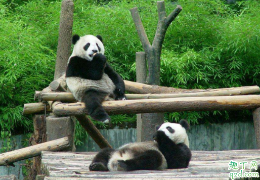 成都大熊猫基地门票在哪里买 成都大熊猫基地门票老人有优惠吗1