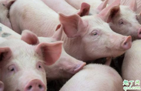 疫情过后猪肉价格会降吗 2020疫情结束后猪肉是涨还是跌3
