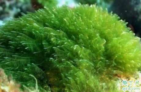 |吃螺旋藻到底有好处没有 螺旋藻能不能长期食用