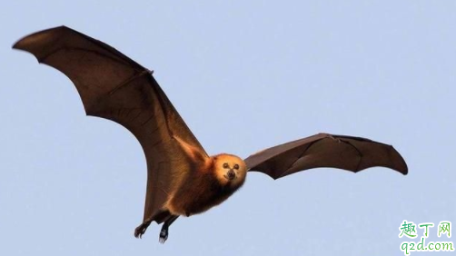 澳大利亚蝙蝠事件是真的吗 蝙蝠为什么袭击澳大利亚1