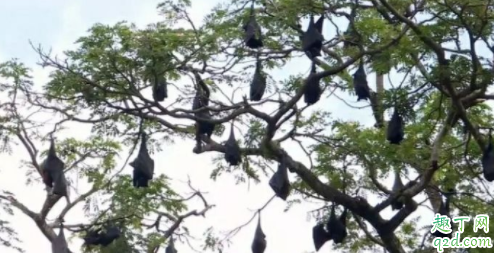 澳大利亚蝙蝠事件是真的吗 蝙蝠为什么袭击澳大利亚4