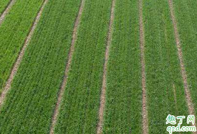 小麦|小麦喷施尿素一亩用多少合适 小麦什么时候可以喷施尿素
