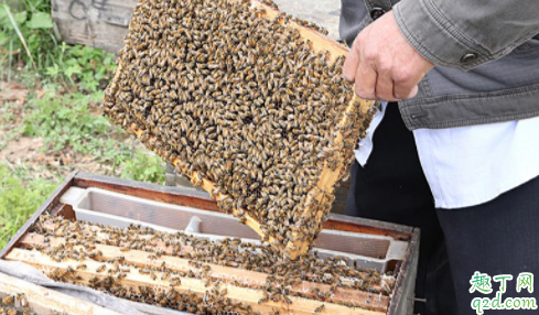 疫情期间蜂蜜卖不出去怎么办 蜂蜜销售渠道有哪些2