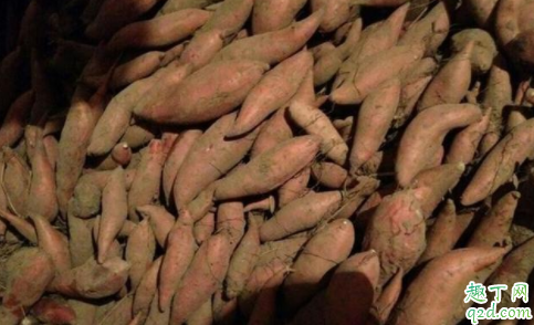 烟薯25是转基因的品种吗 烟薯25红薯品种介绍2