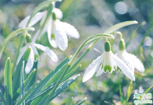 雪花蓮老爛根是怎么回事 雪花蓮爛根后怎么救活2