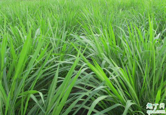 黑麦草|黑麦草几月播种 黑麦草怎么种植成活率高