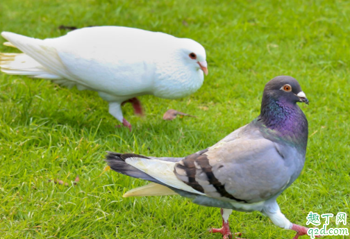 家养鸽子会传染冠状病毒吗 疫情期间能不能吃鸽子1