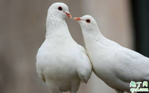 家养鸽子会传染冠状病毒吗 疫情期间能不能吃鸽子5