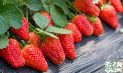 抖音炼乳草莓怎么做 网红草莓炼乳冻做法教程9