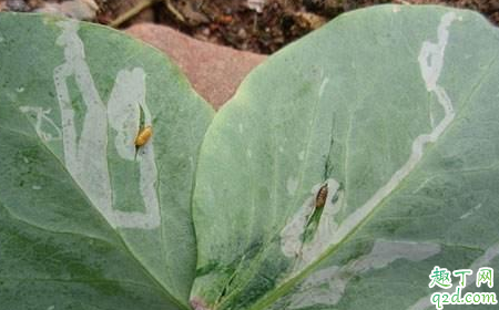 春季豌豆发生潜叶蝇如何防治 豌豆叶有潜叶蝇会怎么样 2