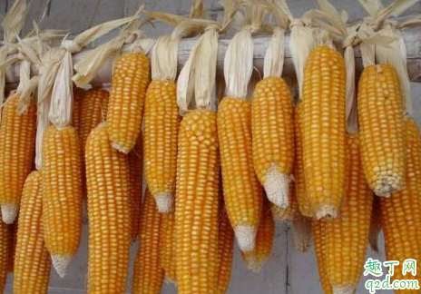 疫情过去玉米会涨价吗 2020年什么时候出售玉米最好 4