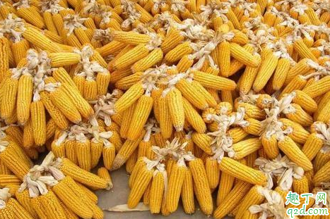 疫情过去玉米会涨价吗 2020年什么时候出售玉米最好 3