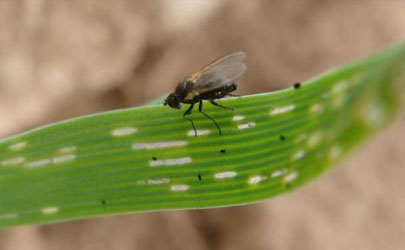 春季豌豆发生潜叶蝇如何防治 豌豆叶有潜叶蝇会怎么样