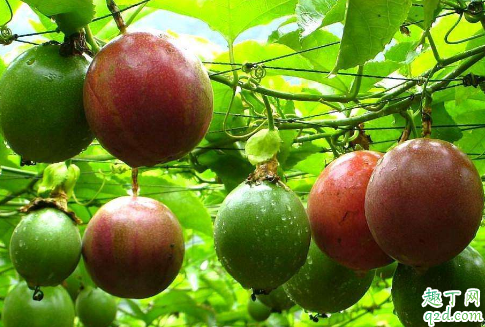 百香果可以盆栽吗 百香果啥时候种植成活率高3