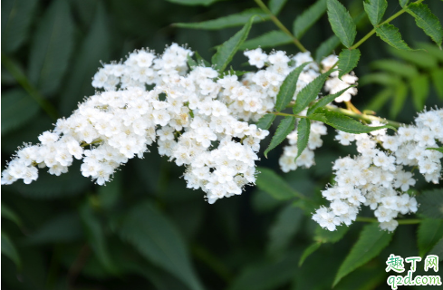  珍珠梅老不開花是怎么回事 珍珠梅不開花怎么補(bǔ)救3