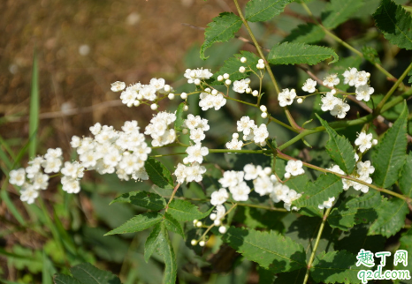  珍珠梅老不開花是怎么回事 珍珠梅不開花怎么補(bǔ)救4