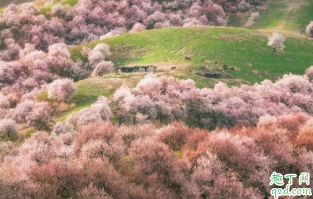 伊犁杏花什么時候開花 伊犁杏花溝旅行攻略1