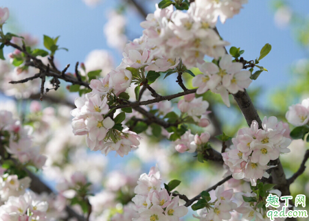 伊犁杏花什么時(shí)候開(kāi)花 伊犁杏花溝旅行攻略2