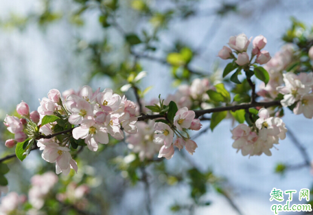 伊犁杏花什么時(shí)候開(kāi)花 伊犁杏花溝旅行攻略4