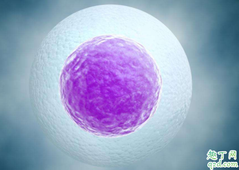 卵子质量好才会怀孕吗 卵泡质量不好怀孕了能保住吗2
