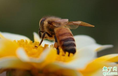 蜜蜂|蜜蜂围着人飞是么回事 遇到蜜蜂怎么保护自己