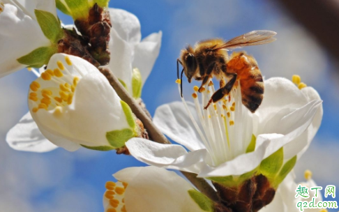 蜜蜂围着人飞是么回事 遇到蜜蜂怎么保护自己2