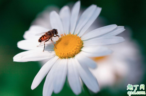 蜜蜂围着人飞是么回事 遇到蜜蜂怎么保护自己3