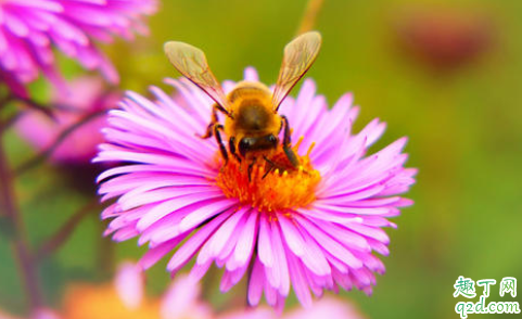 蜜蜂围着人飞是么回事 遇到蜜蜂怎么保护自己4