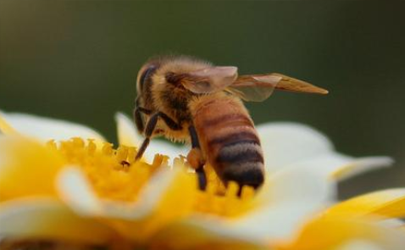 蜜蜂围着人飞是么回事 遇到蜜蜂怎么保护自己